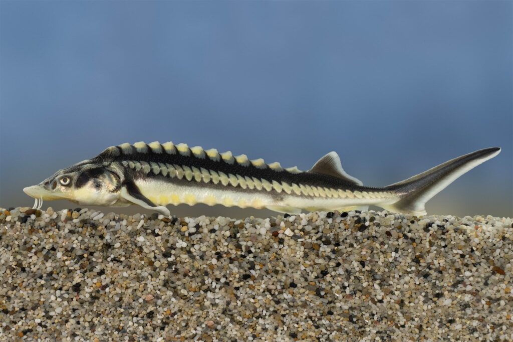 Szavazunk a 2026-os Év Halára